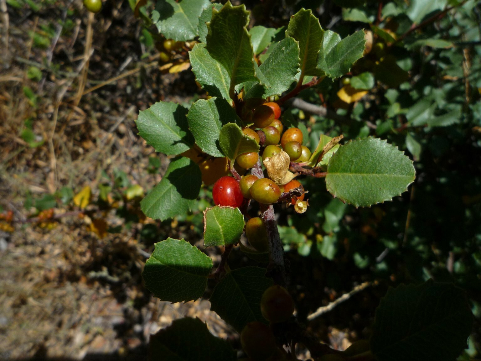 High Resolution Rhamnus ilicifolia Fruit